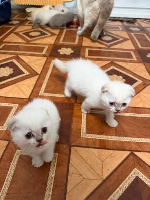 Шотландская котята