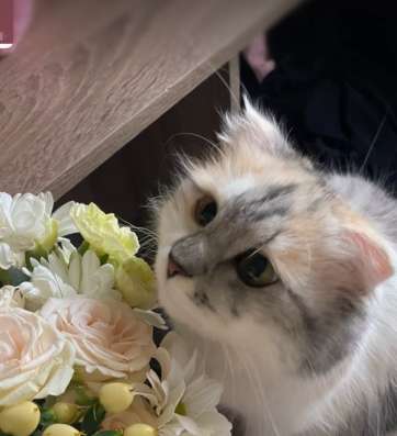 шотландские котята в Липецке
