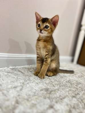 Абиссинский котёнок