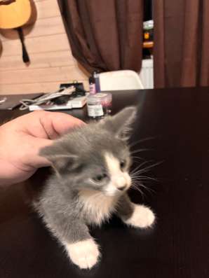 Котята в Отрадном