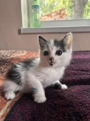 Отдам котят в добры руки?