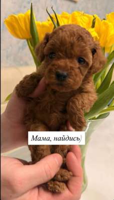 Щенки миниатюрного пуделя в Москве фото 6