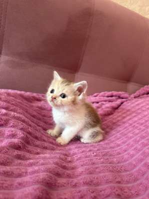Отдам котят в добрые руки! в Томске фото 4