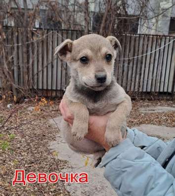 Собачка мальчик щенок фото 3