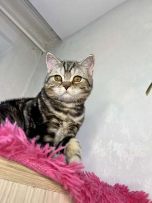 Британский котёнок