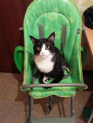 Отдадим кота в добрые руки