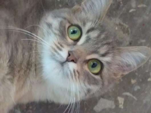 Отдам котенка