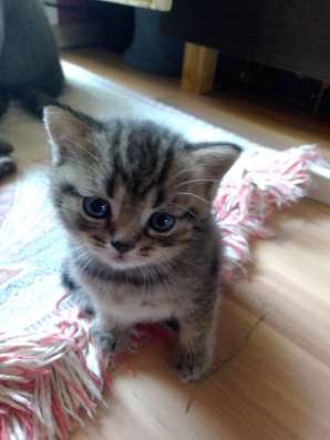 ШОТЛАНДСКИЕ КОТЯТА фото 10