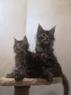 Котята Мейн-кунчики в Новороссийске фото 3