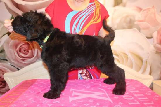 Russian Black terrier/Русский черный терьер фото 6