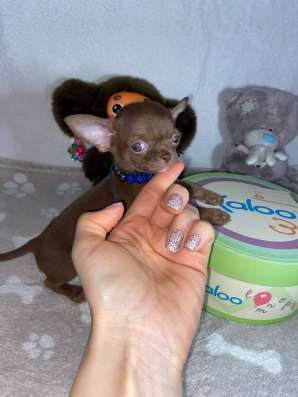 Chihuahua puppy’s фото 3