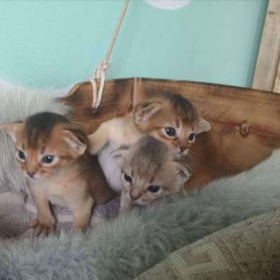 Абиссинские котята