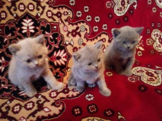 Продажа британских котят