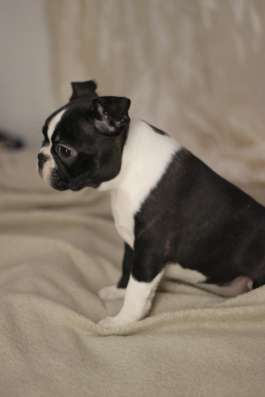 Щенки бостон терьер 1,5 месяца фото 6