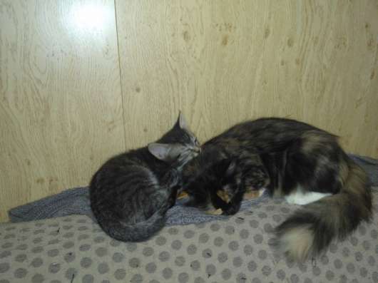 Котята в добрые руки в Твери фото 5
