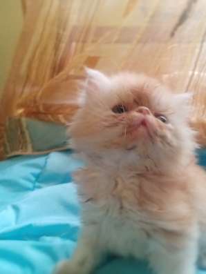 Продаю персидских котят фото 4