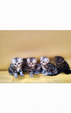 Котята британские