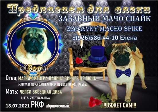 Предлагаю для вязки АБРИКОСОВОГО Мопса в Раменское фото 5