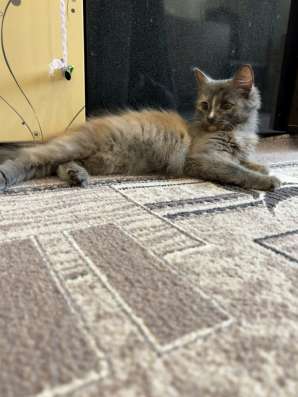 Котенок в Чебоксарах