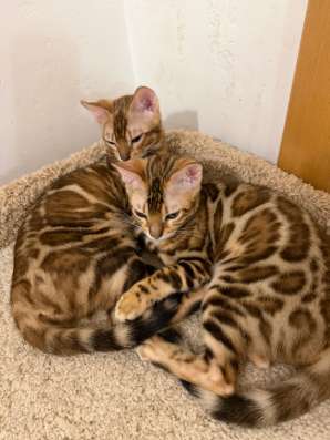 Бенгальские котята в Геленджике