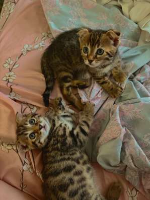 Бенгальские котята девочки в Ставрополе фото 6