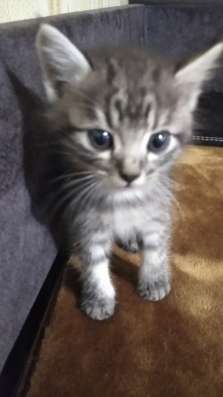 Котята бесплатно