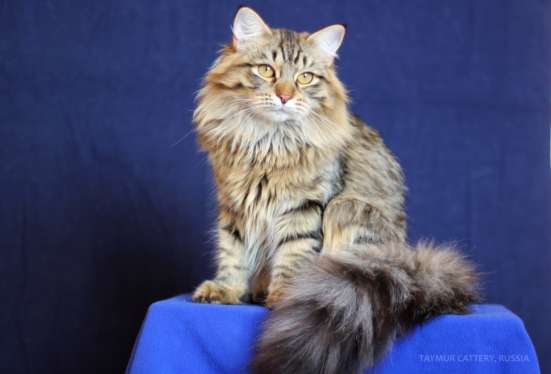 Сибирский котенок из питомника в Челябинске
