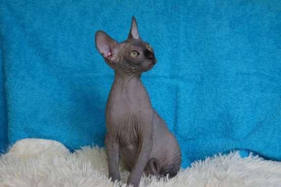 Сanadian Sphynx в Ростове-на-Дону