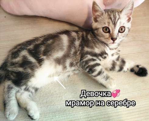 Шотландские котята в Москве