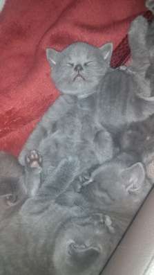 Продаю котят