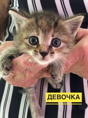 Котенок 1 месяц