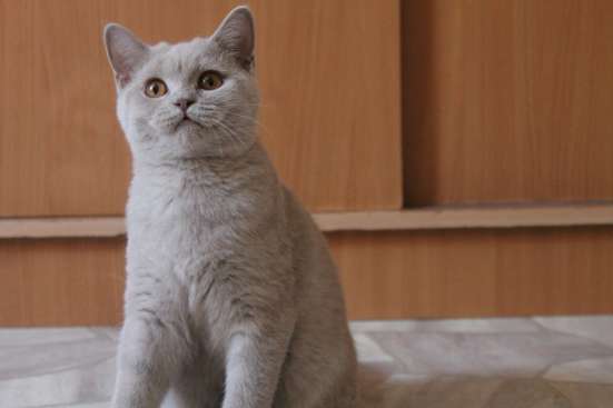 Британская кошка фото 15