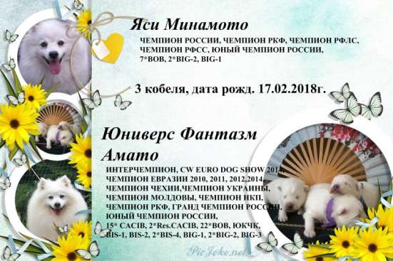 Японский шпиц, щенки в питомнике "Гратулари", кобели в Саратове фото 3