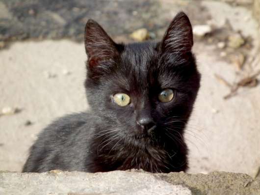 Отдам котят в добрые руки фото 6