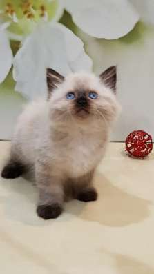 НЕВСКИЕ МАСКАРАДНЫЕ КОТЯТА в Москве фото 14