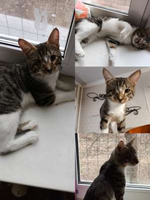 Котик Яша ищет добрые ручки в Москве
