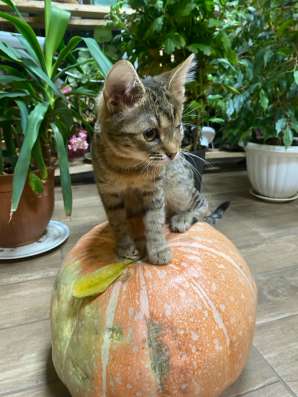 Котенок