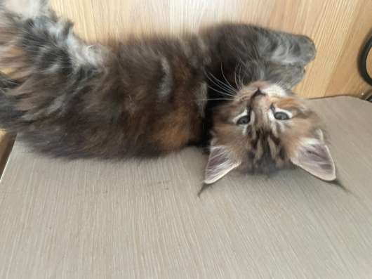 Котята мейн-кун в Краснодаре фото 5