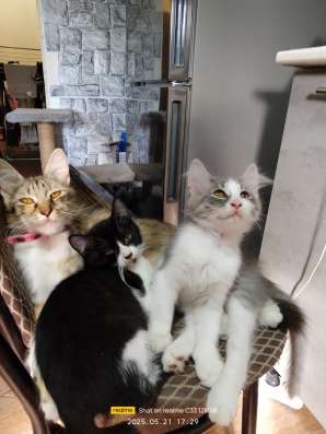 Котята в хорошие руки фото 4
