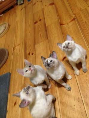 Котята на выданье (мекошки) фото 5