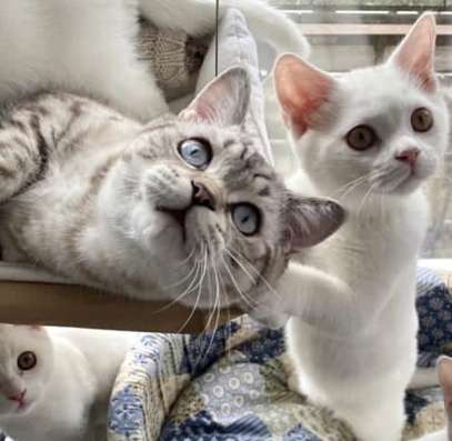 Продаётся шотландский котёнок в Серпухове фото 5