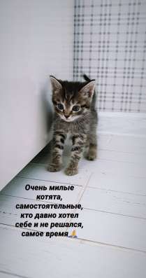 Милые котята
