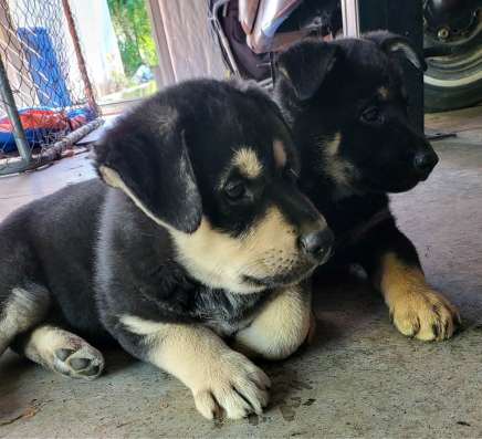 German shepherd puppies фото 4