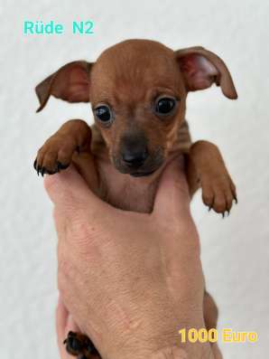Zwergpinscher мини (до 2.5 кг) фото 11