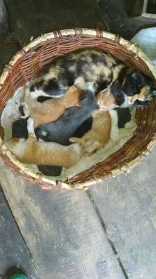 Котята в добрые руки фото 7