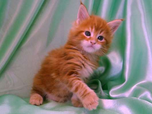 Котята породы Мейн-кун