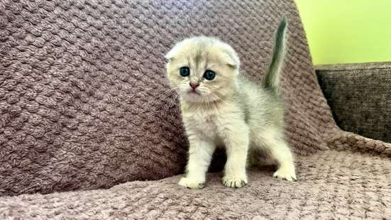 Котята чистокровные в Анапе