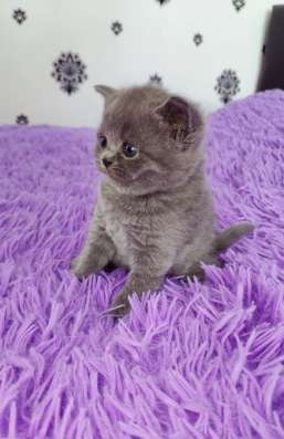 Британские котята в Калининграде фото 4