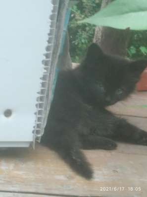 Котёнок в Луганске 17.06.21