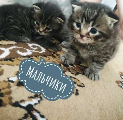 Продаю 6-рых шотландских котят